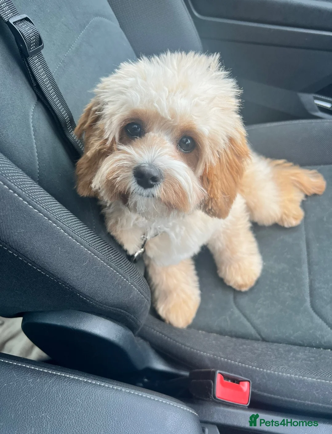 Cavapoo dogs for sale: Beautiful F1b Cavapoo Puppies - Advert 2