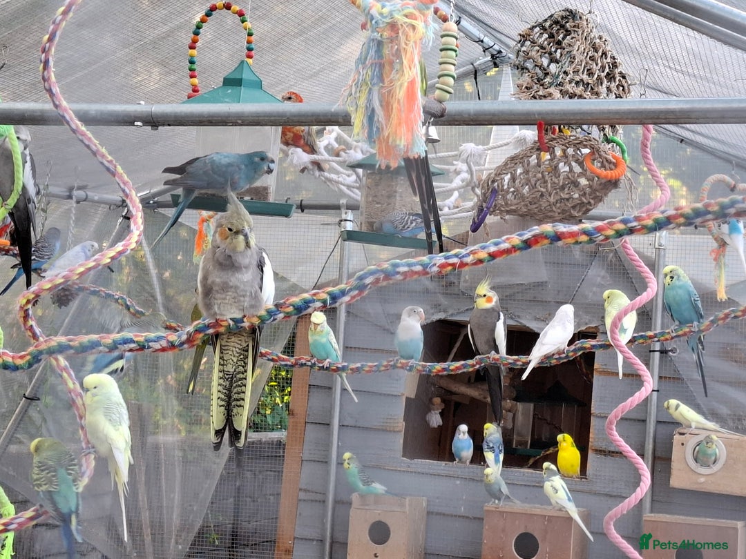 Budgerigars birds for sale: Take in / RESCUE any unwanted Birds/parrots - Image 13