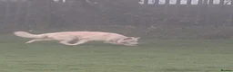 White Swiss Shepherd dogs for sale: WHITE shepherds. - Advert 2