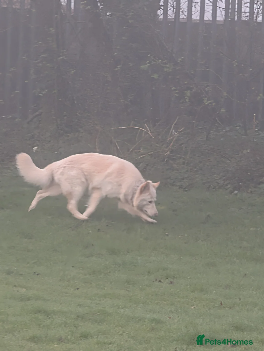 White Swiss Shepherd dogs for sale: WHITE shepherds. - Advert 2