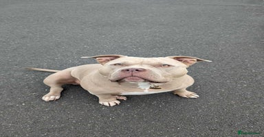 American Bully dogs Sweetest Nala looking for loving home  - Advert 5