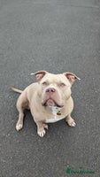 American Bully dogs Sweetest Nala looking for loving home - Advert 7
