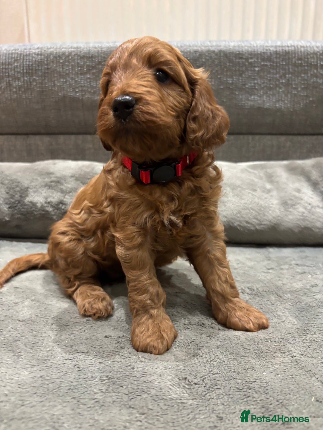 Cockapoo dogs for sale: Red cockapoos *DNA CLEAR* - Advert 11