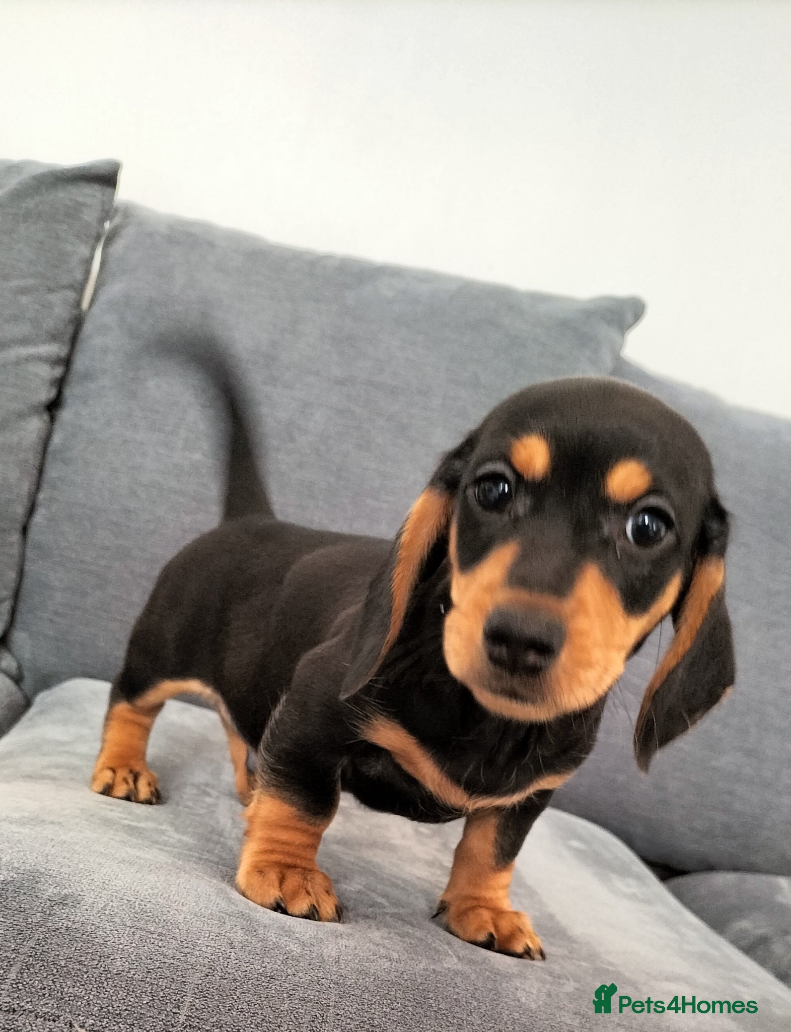 Miniature Dachshund dogs Ready now Beautiful Mini dachshunds - Advert 9