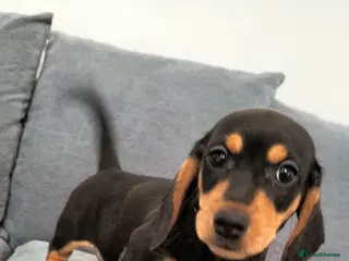 Miniature Dachshund dogs Ready now Beautiful Mini dachshunds - Advert 9