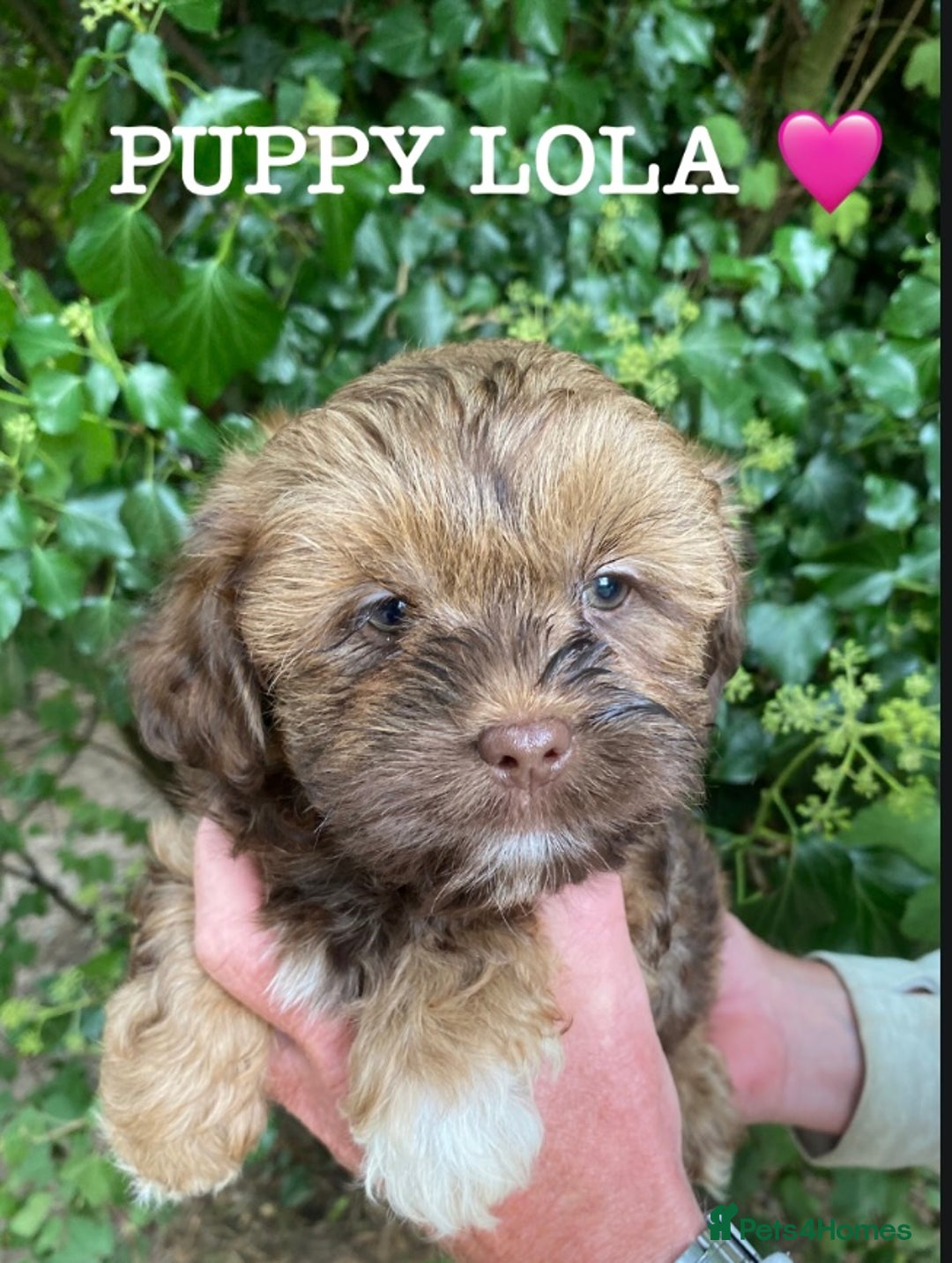 Shih Tzu dogs for sale: 🌟OUTSTANDING MALSHIPOO LITTER🌟Ready from 4/10/25 - Image 9