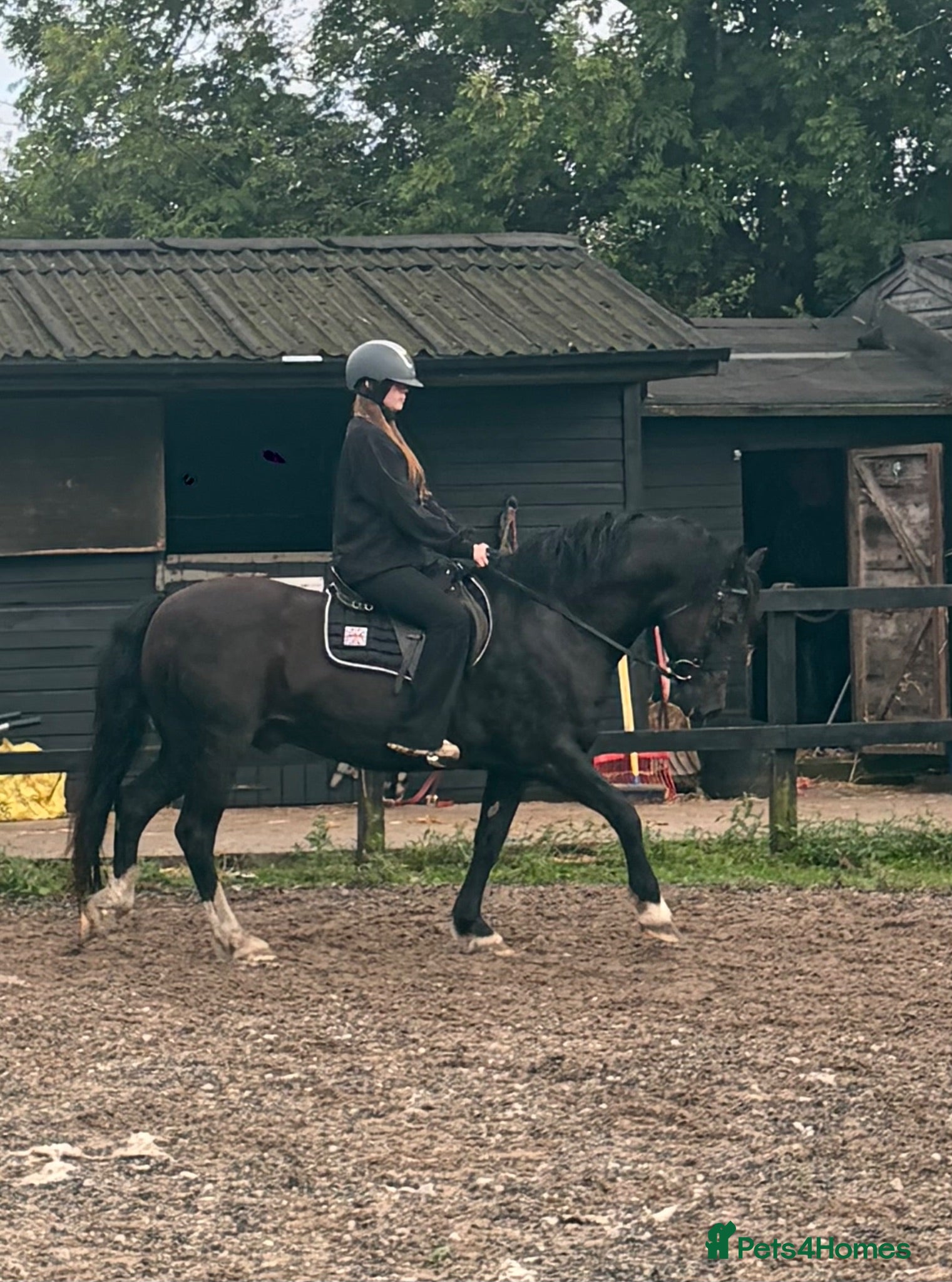 Welsh Section D horses Sec d gelding for sale 14’3 - Advert 1
