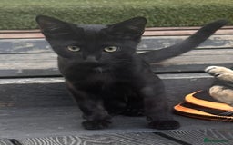 Ragdoll cats for sale: 🐈‍⬛ Beautiful majestic black kittens 🐈‍⬛ - Image 7