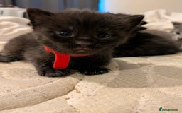 Mixed Breed cats for sale: Gorgeous kittens ready July 23rd - Image 22