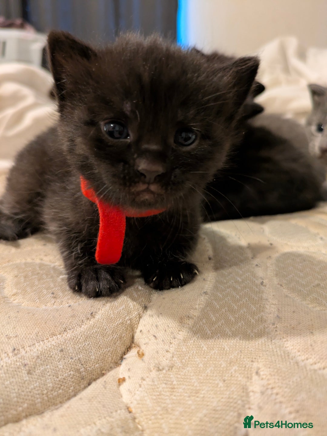Mixed Breed cats for sale: Gorgeous kittens ready July 23rd - Image 22