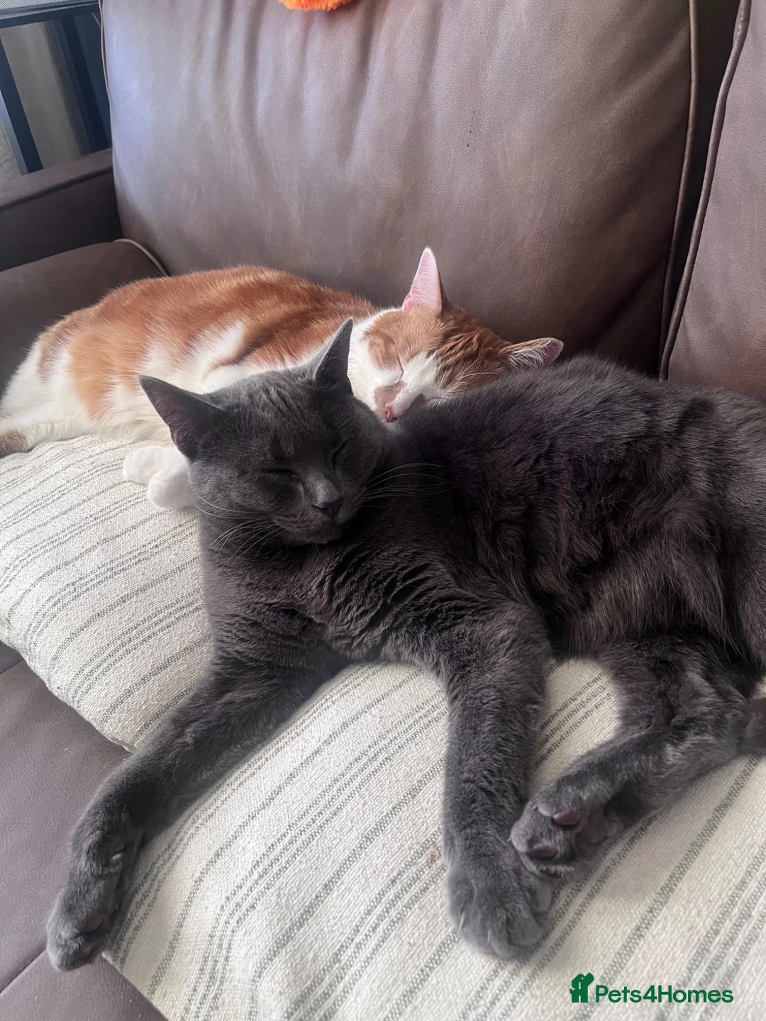 Mixed Breed cats for sale: Loving 3 year old boy looking for a new home  - Advert 12