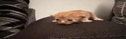 Mixed Breed cats for sale: Kittens looking for their forever homes  - Advert 5