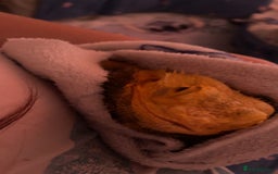 Dragon reptiles for sale: bearded dragon - Image 5