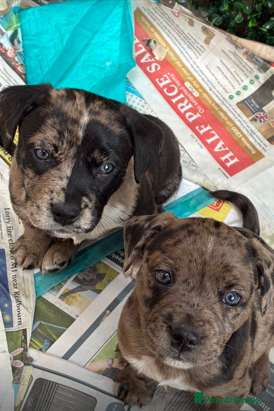 Mixed Breed dogs Staff cross puppies, great characters markings - Advert 4
