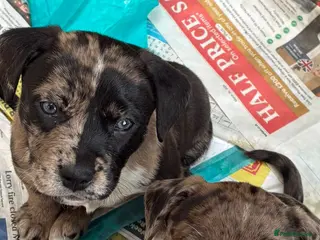 Mixed Breed dogs Staff cross puppies, great characters markings - Advert 4