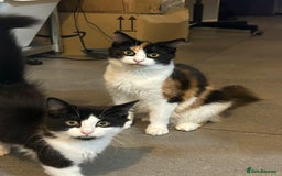 Mixed Breed cats for sale: 4 Loving Cats Seeking Forever Homes - Image 6