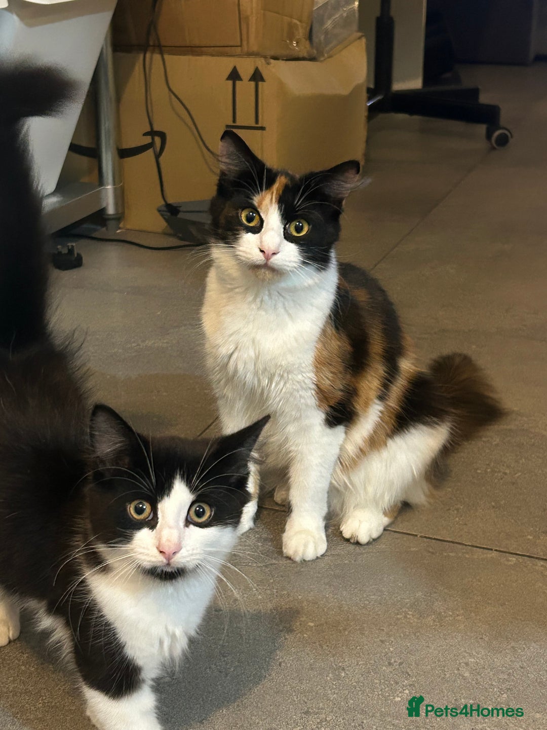 Mixed Breed cats for sale: 4 Loving Cats Seeking Forever Homes - Image 6