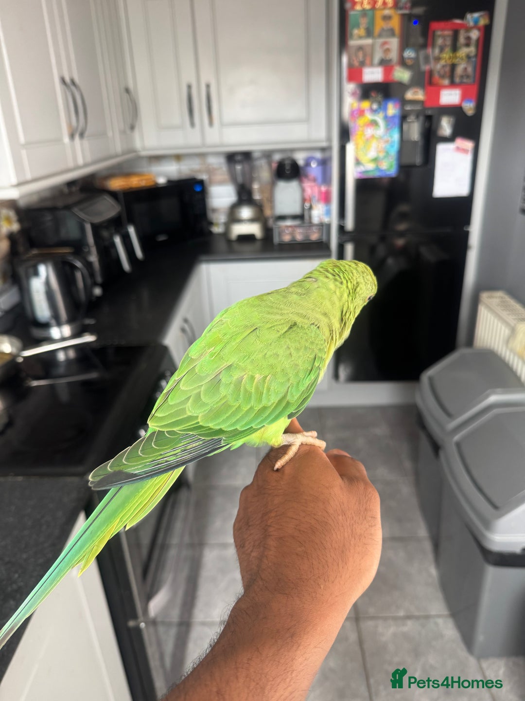 Ringnecks birds for sale: Indian RIngneck - Image 3