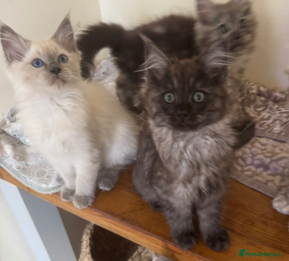 Ragcoon cats Cuteness Overload Incoming! Adorable Ragcoon Kitts - Advert 4