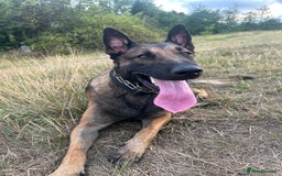 Belgian Shepherd Dog dogs for sale: Raptor  - Image 2