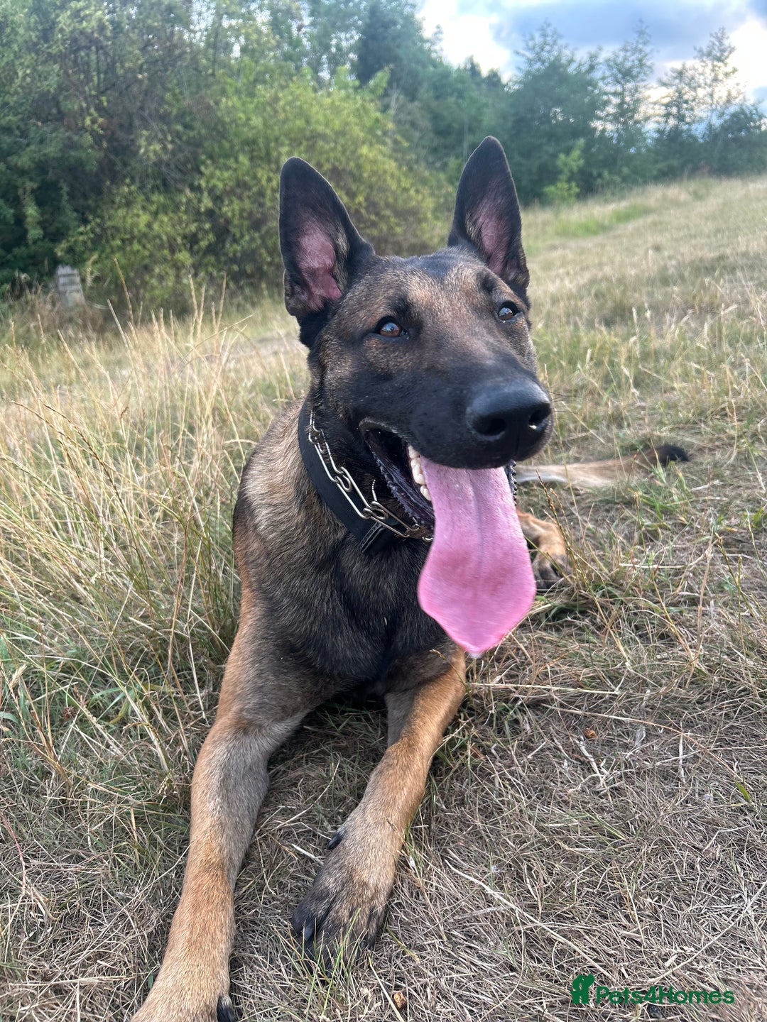 Belgian Shepherd Dog dogs for sale: Raptor  - Image 2