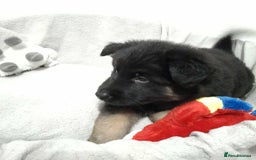 German Shepherd dogs for sale: BEAUTIFUL SABLE GERMAN SHEPHERD PUPS - Image 13