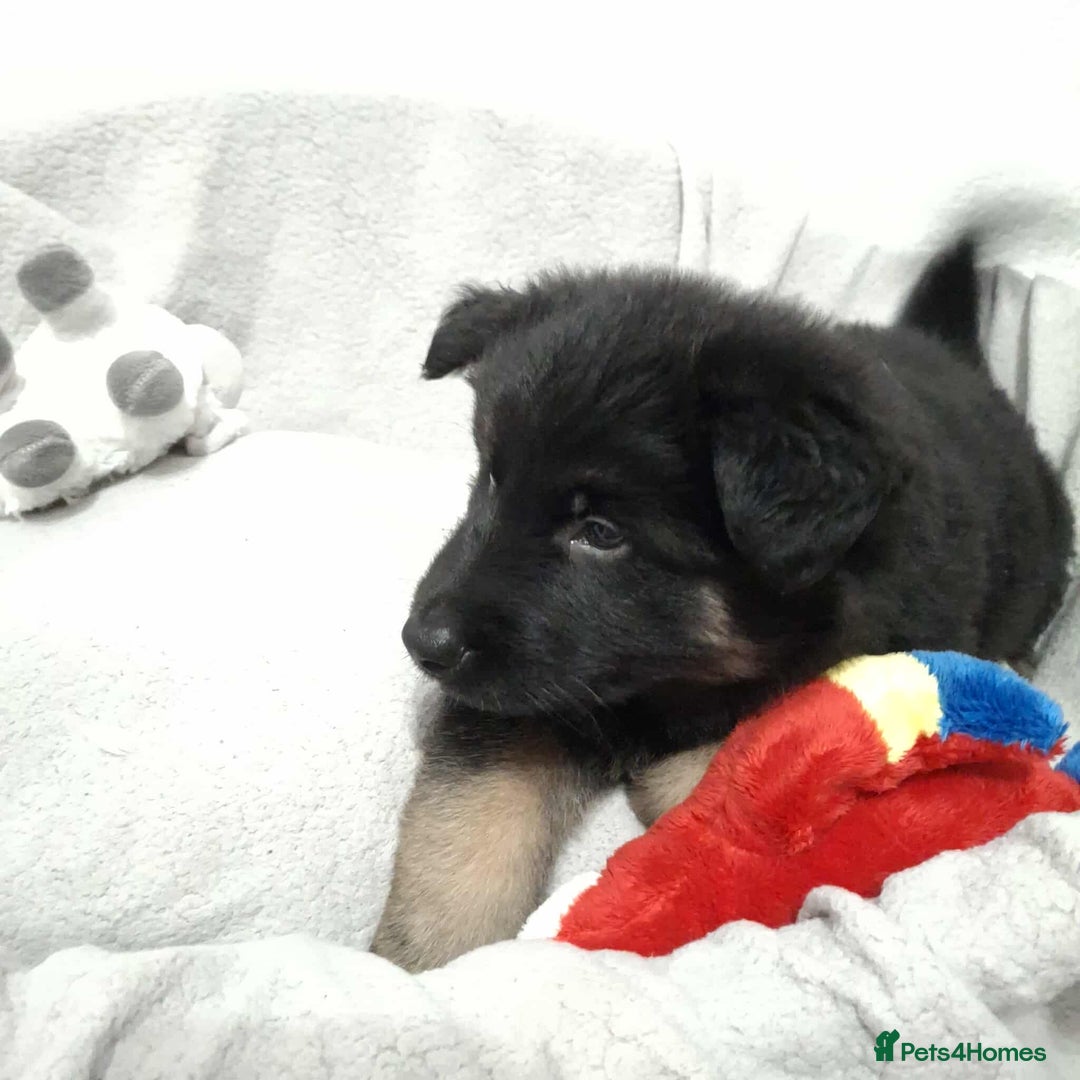 German Shepherd dogs for sale: BEAUTIFUL SABLE GERMAN SHEPHERD PUPS - Image 13