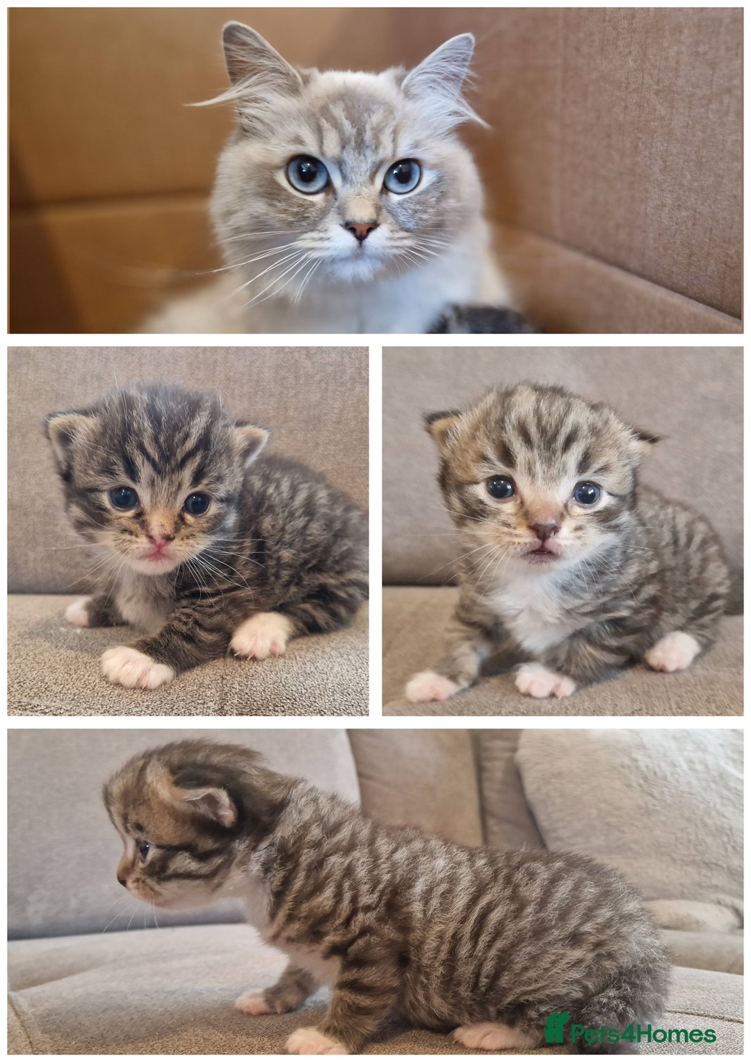 Mixed Breed cats for sale: Ragdoll x kittens x 2  - Image 1