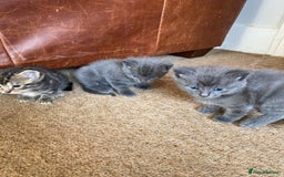 Mixed Breed cats for sale: Beautiful Kittens - Image 14
