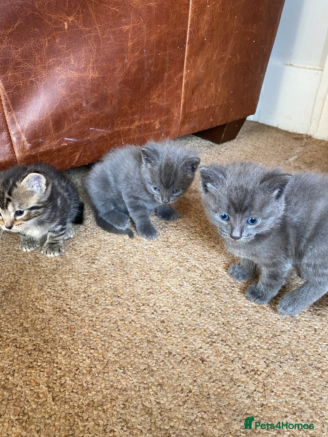 Mixed Breed cats for sale: Beautiful Kittens - Image 14