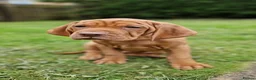 Hungarian Vizsla dogs for sale: READY TO LEAVE ,. 4 Beautiful girls left. - Advert 9