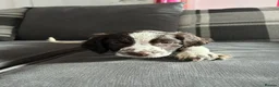 English Springer Spaniel dogs for sale: English Springer Spaniel  - Advert 7