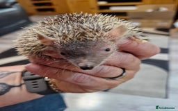 Pygmy Hedgehog rodents for sale: Male lesser tenrec - Image 2