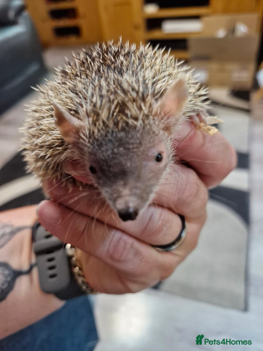 Pygmy Hedgehog rodents for sale: Male lesser tenrec - Image 2
