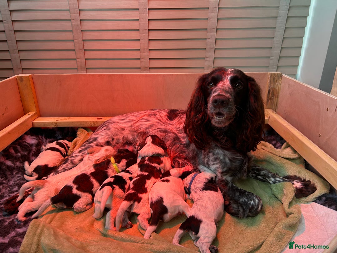 Cocker Spaniel dogs for sale: KC Registered Working Cocker Spaniel Puppies  - Advert 32