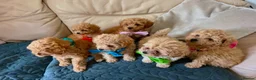 Miniature Poodle dogs for sale: Minature Poodle puppys!🐶🐾 - Advert 20