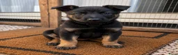 Mixed Breed dogs for sale: Belgium shepherd puppies  - Advert 33