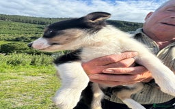 Border Collie dogs for sale: Mid Wales border collie pups  - Image 21