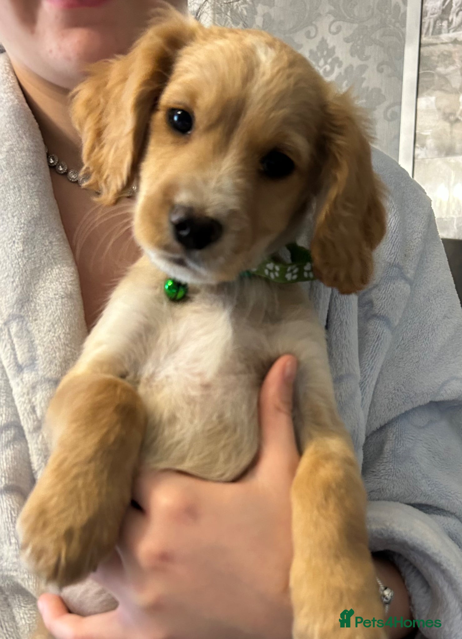 Cockapoo dogs 🌟🐾 stunning F1 cockapoo pups for sale 🐾🌟 - Advert 2