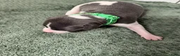 Whippet dogs for sale: litter of 8 pups 5x boys 3x bitches  - Advert 28