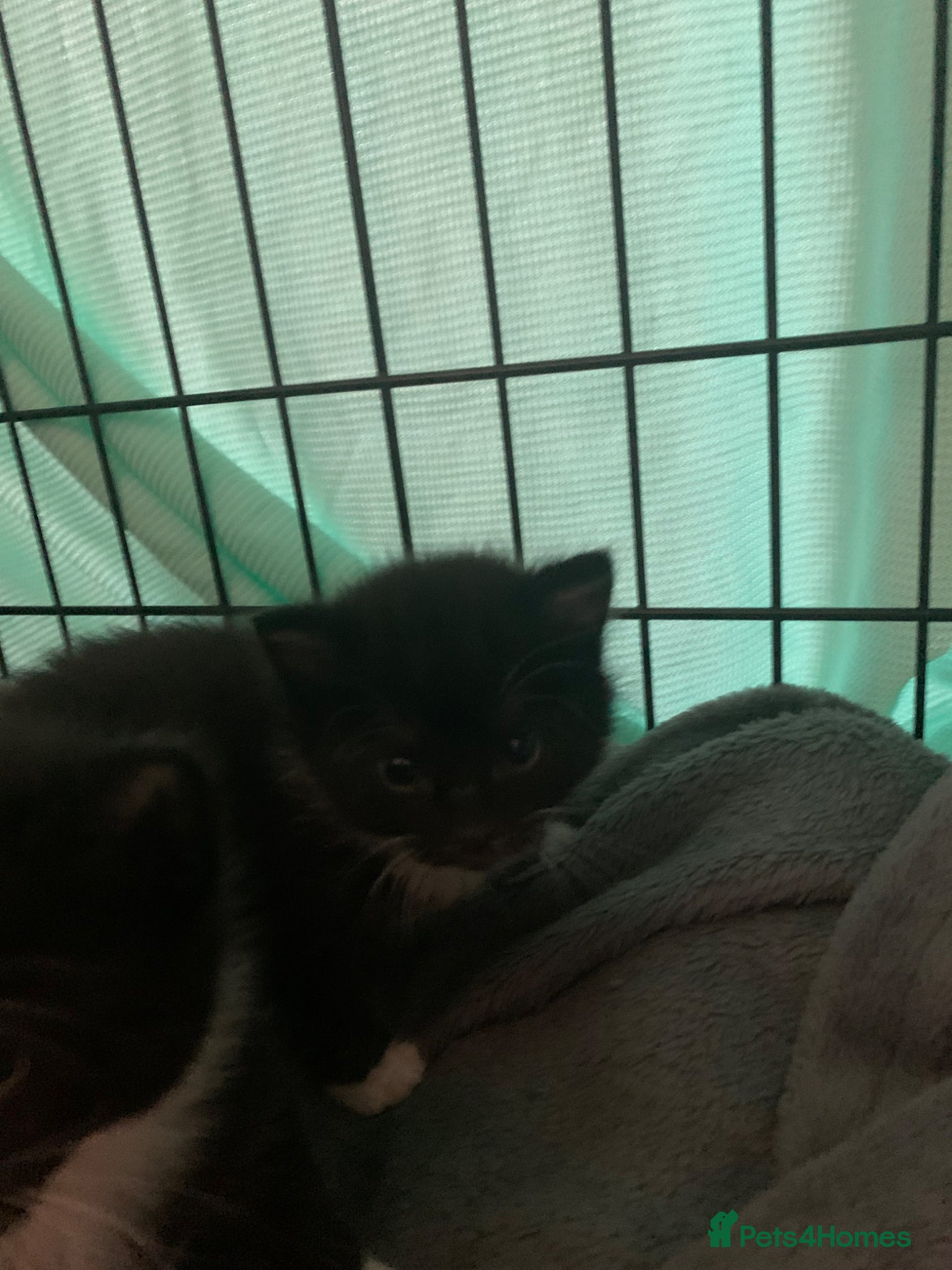 Mixed Breed cats for sale: beautiful kittens - Advert 3