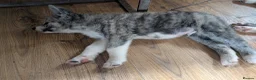 Japanese Akita Inu dogs for sale: Akita puppies pedigree for forever loving homes - Advert 9