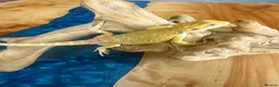 Bearded Dragon reptiles for sale: Super Citrus YELLOW US Bloodline - Advert 3