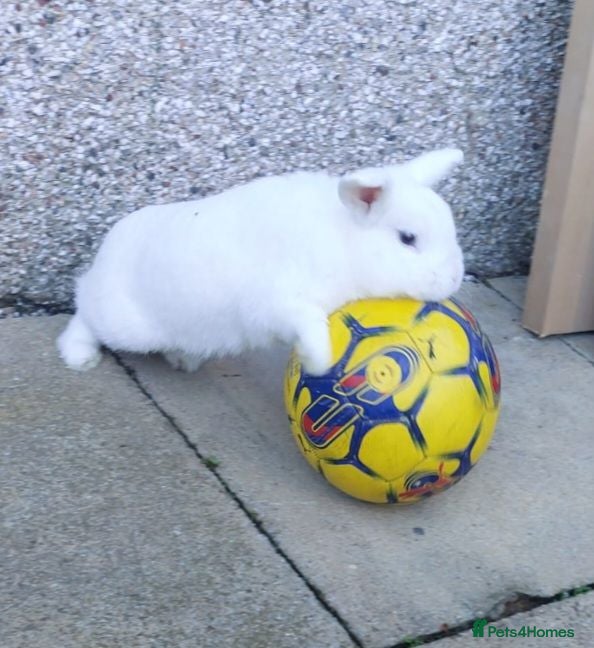 Mixed Breed rabbits Male blue eyed white rabbit - Advert 11