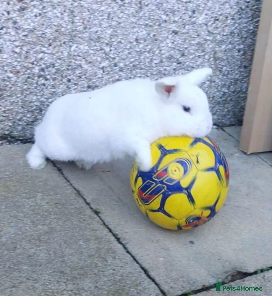 Mixed Breed rabbits for sale: 2 male rabbits  in Morecambe - Advert 3