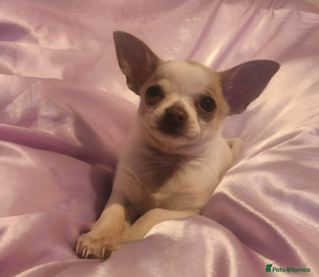 Chihuahua dogs for sale: Tiny ** Chihuahua  - Advert 4