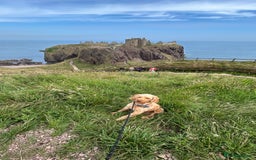Cockapoo dogs for stud: BAXTER Makes Beautiful Babies 🐾 in Haddington - Image 2