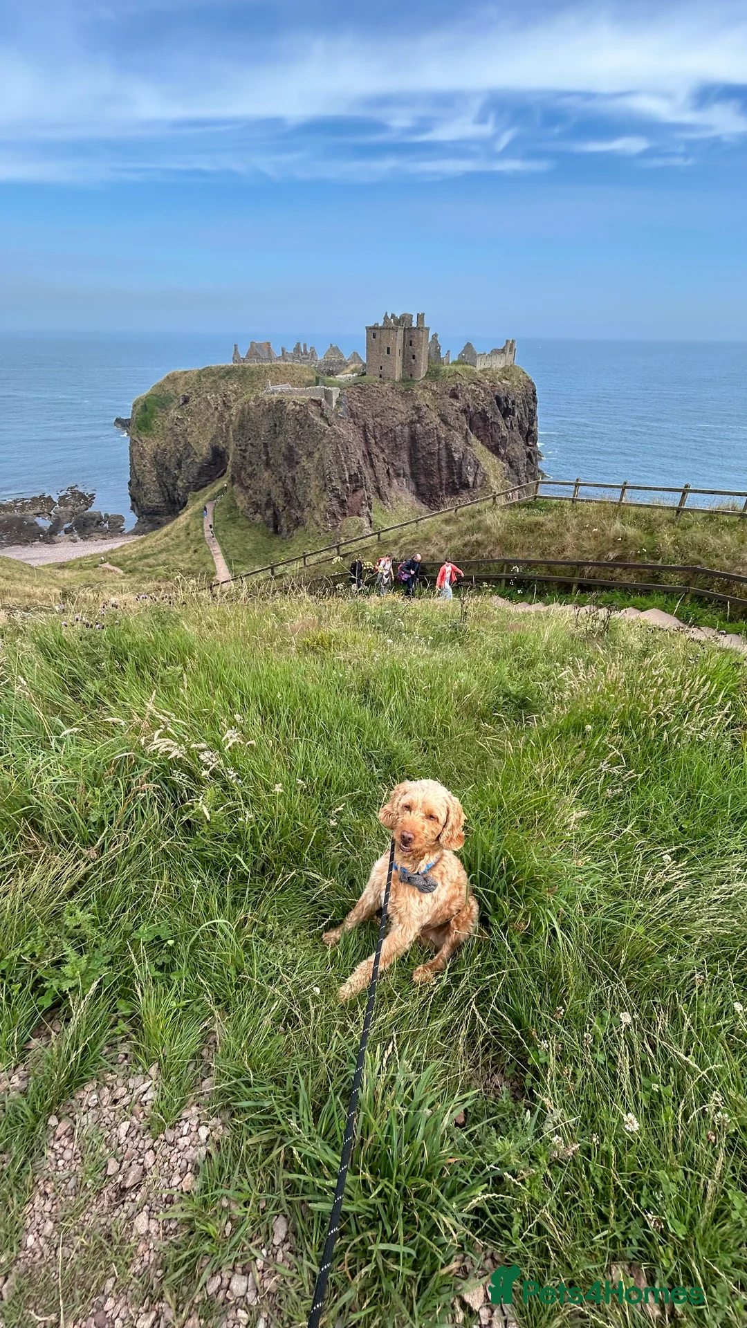 Cockapoo dogs for stud: BAXTER Makes Beautiful Babies 🐾 in Haddington - Advert 2