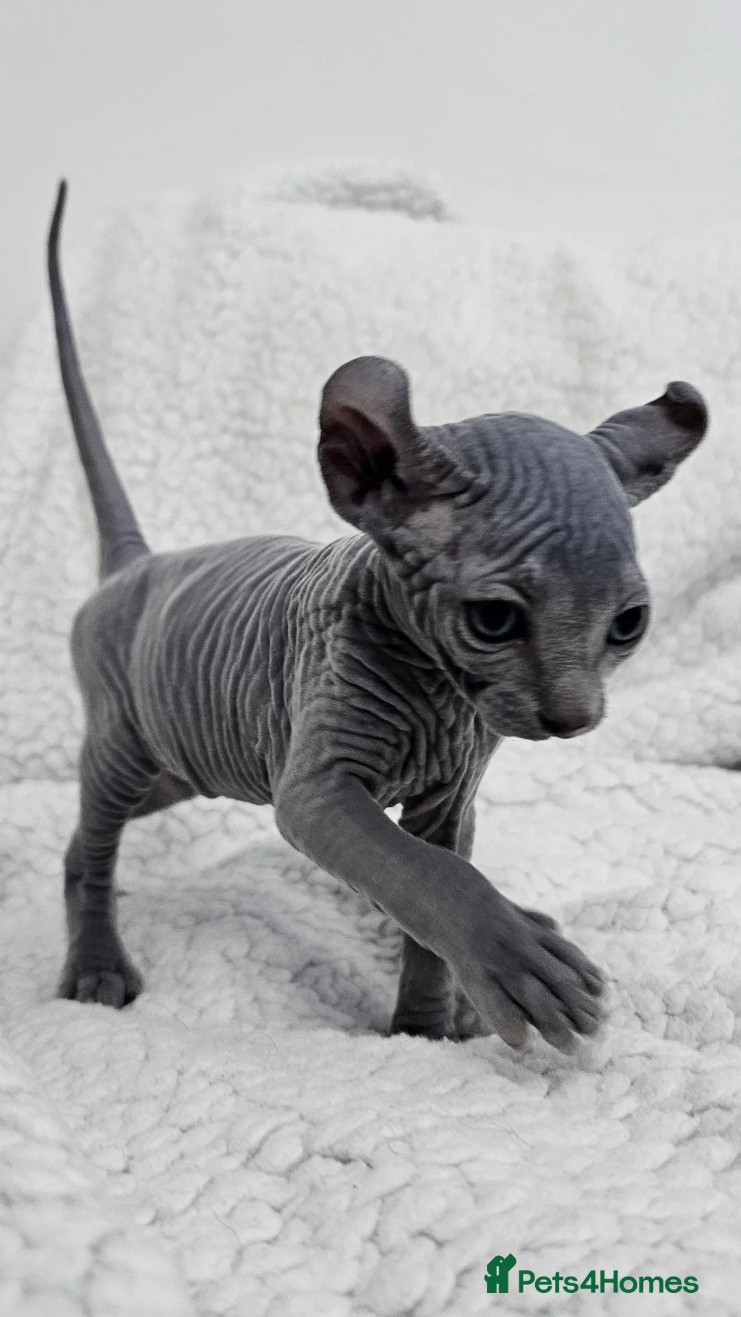 Sphynx cats for sale: Sphynx Elf kittens - Advert 7