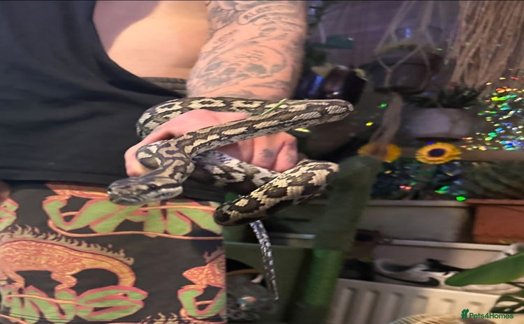 Python Snake reptiles Coastal carpet python male   - Advert 16